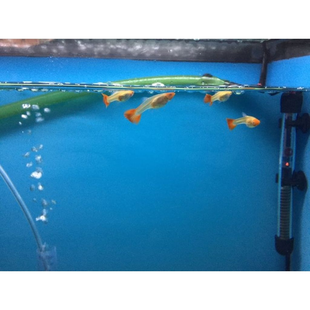 hiasan akuarium ikan guppy albino koi