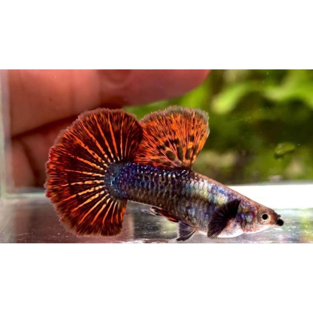 hiasan akuarium guppy red dragon hm grade a