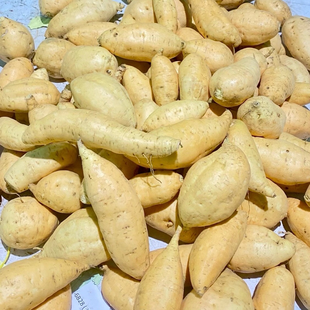 

UBI MADU CILEMBU ASLI PACET/TRAWAS MENTAH SUPER MANIS 500GRAM