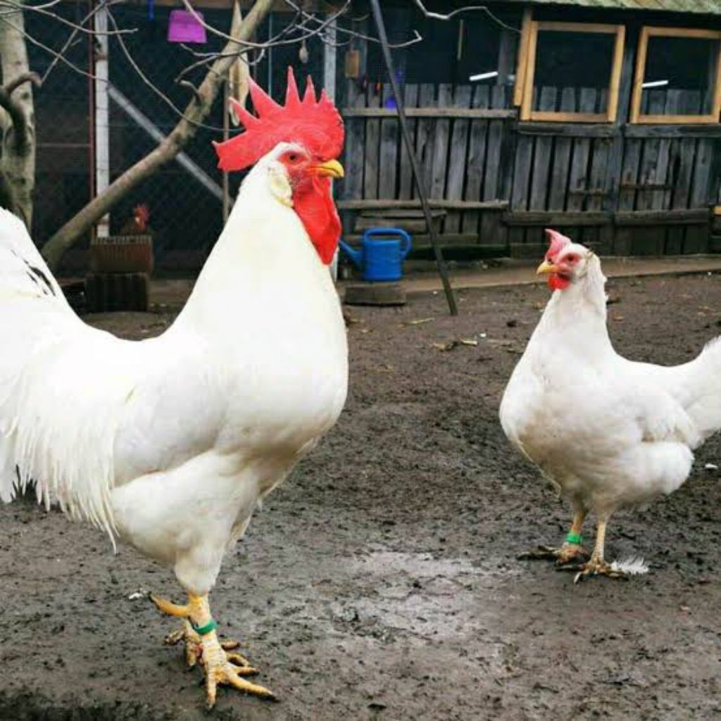 

telor ayam elba fertil untuk ditetaskan