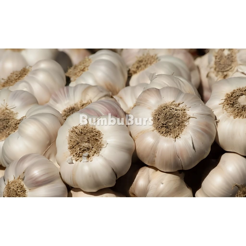 

BAWANG PUTIH KUALITAS SUPER 100 GR