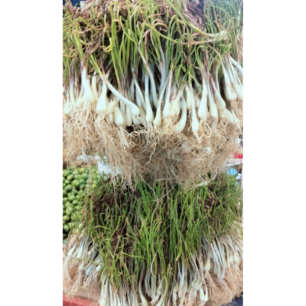 

Lengkio Segar 250gr / Lokio Fresh / Longkio / Kucay / Bawang Batak