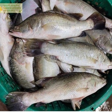 

Ikan Kakap Putih Segar 1Kg Ikan Kakap Putih Baramundi Barramundi