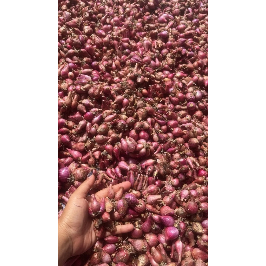 

Bawang merah tanggung gede murah nganjuk 1kg