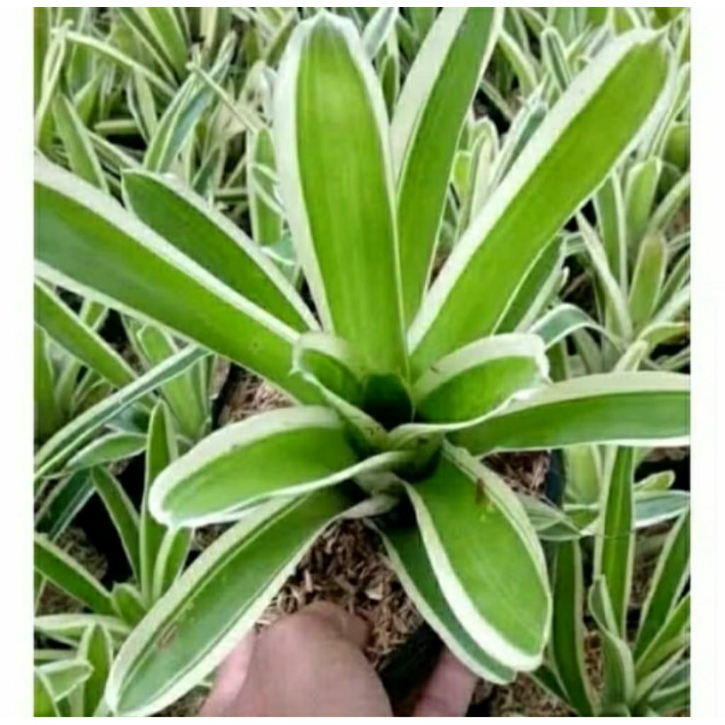 Kembang Desa - Tanaman Hias Bromelia Varigata