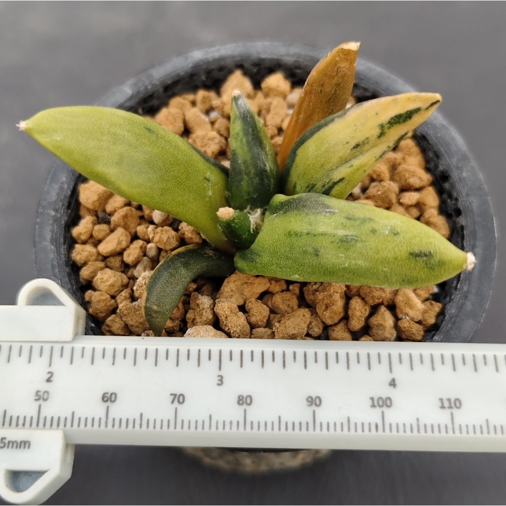 Tanaman Kaktus Langka Ariocarpus retusus variegata