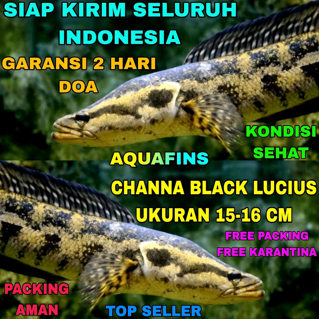 HIASAN SNAKEHEAD CHANNA GABUS BLACK FOREST LUCIUS UKURAN 15-16 CM