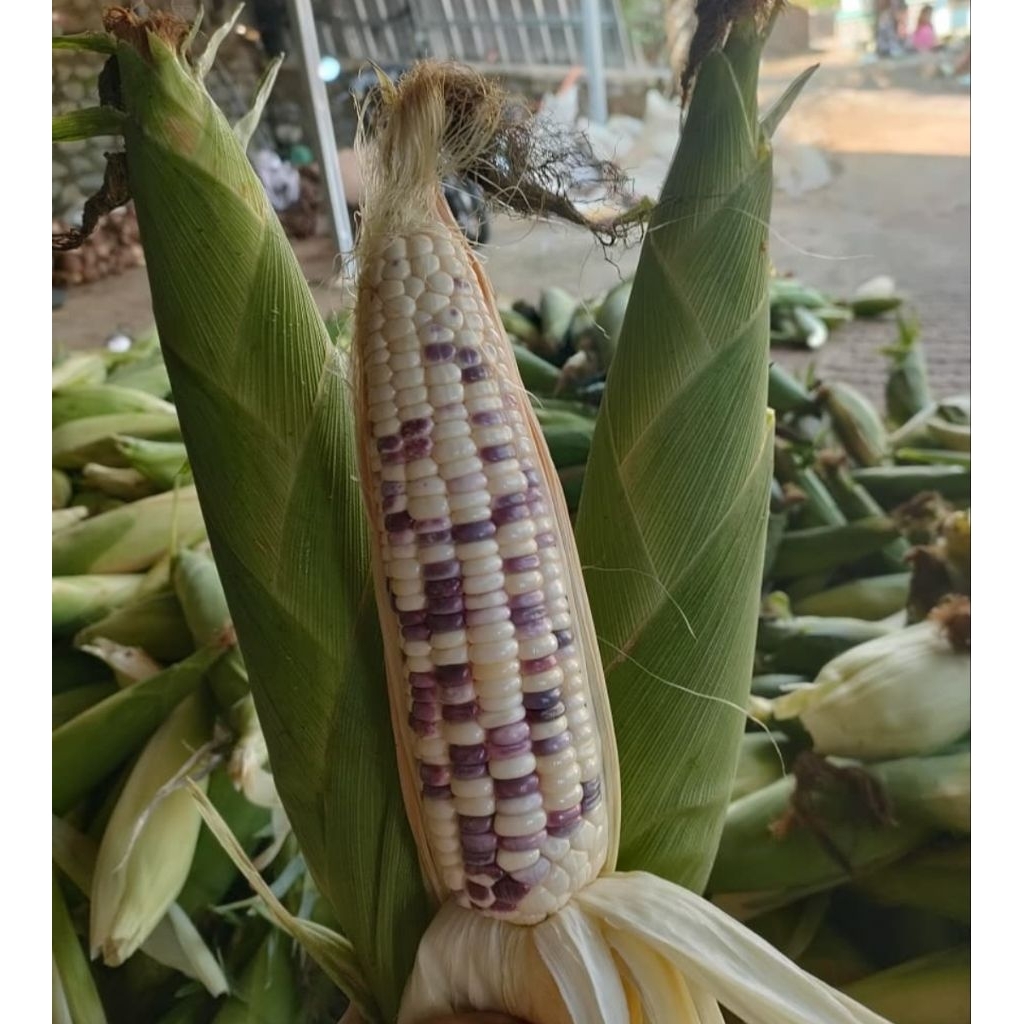 

jagung batik 1kg