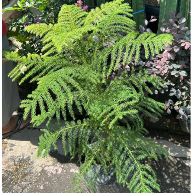 TANAMAN CEMARA / CEMARA PENTRIS / CEMARA PENTRIS SEDANG / CEMARA NORFOLK