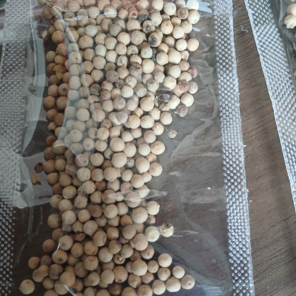 

LADA MERICA PUTIH BERAT 30 GRAM