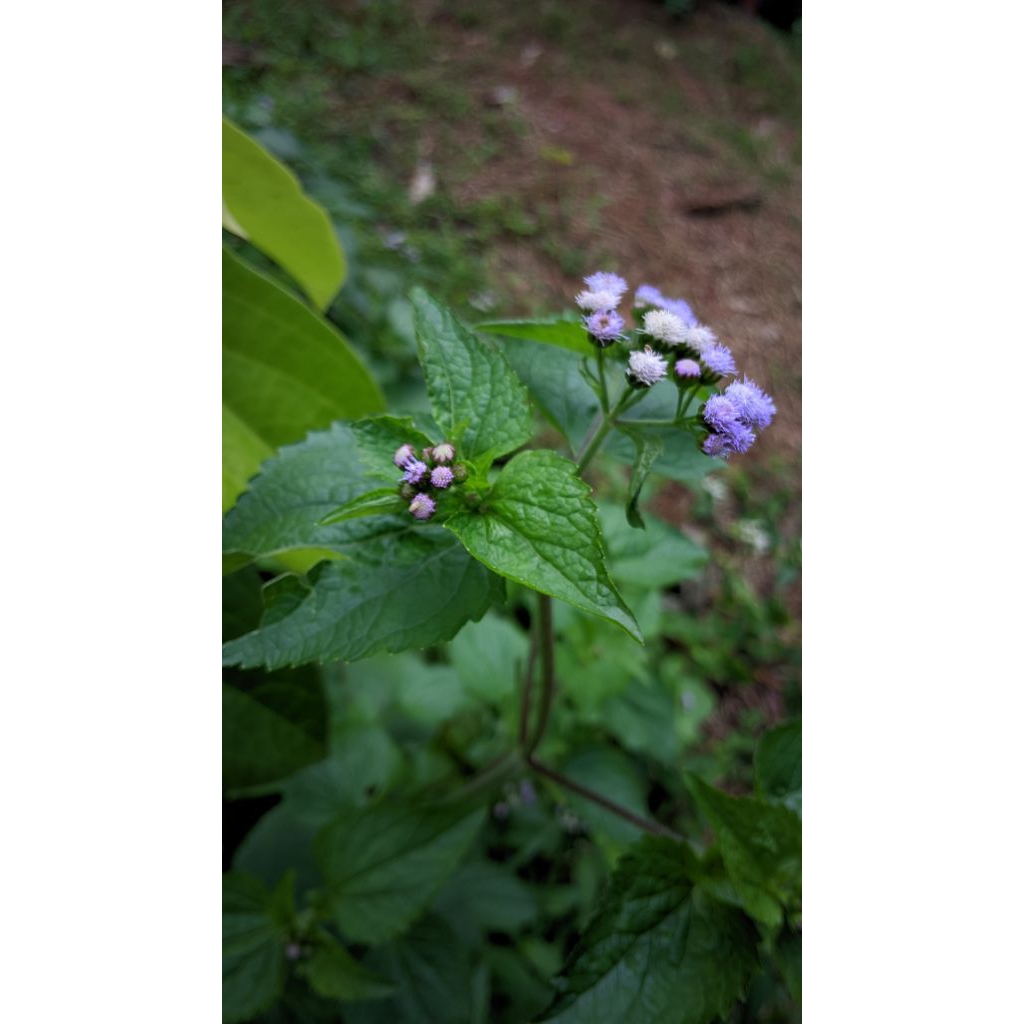 

daun babadotan herbal 1kg