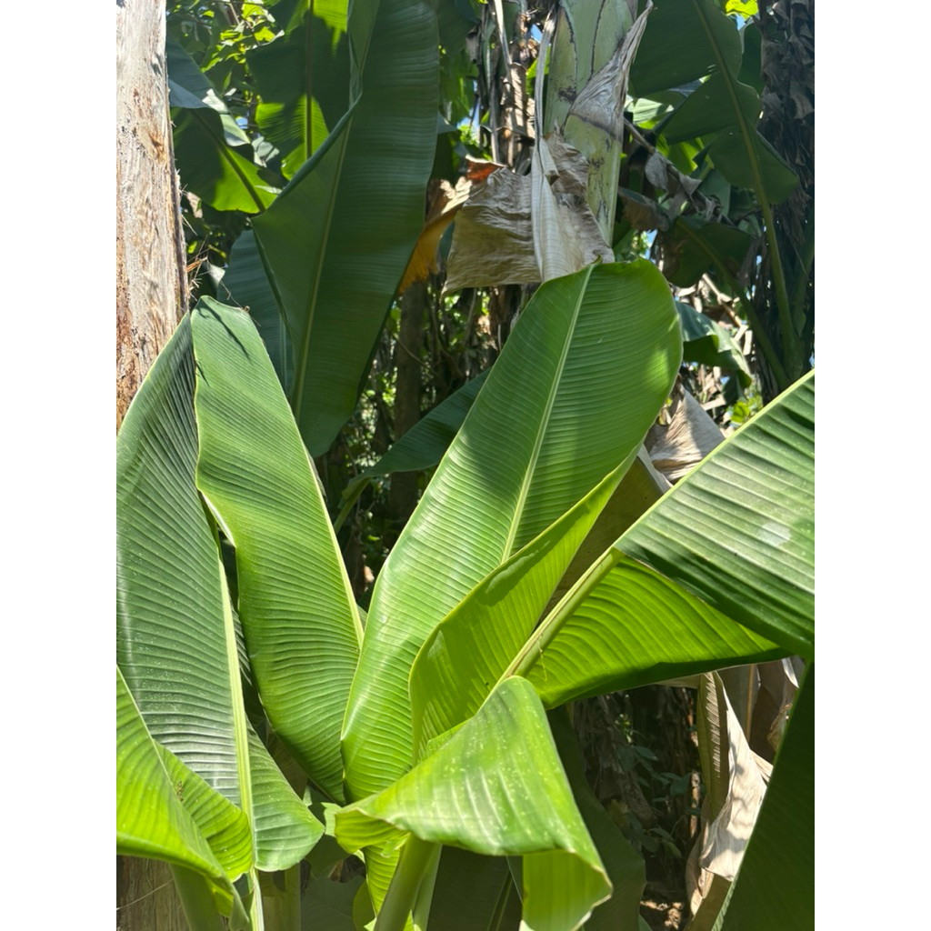 

Daun Pisang Segar 1kg