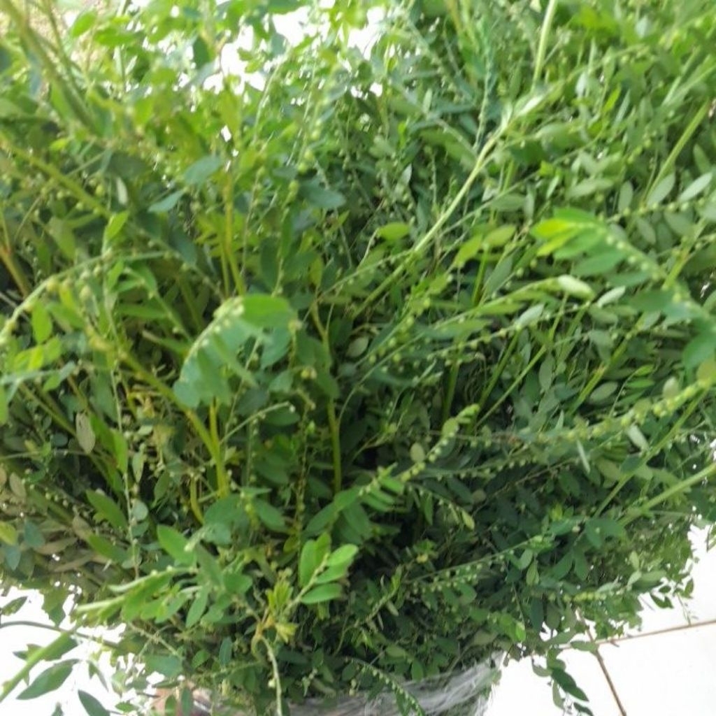 

500 gram daun meniran