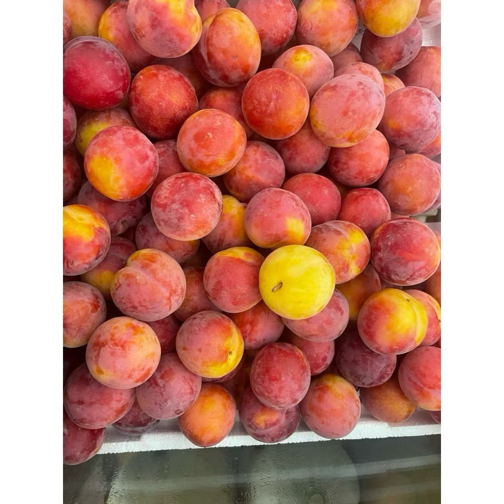 

Buah Apricot Import Fresh 500grm
