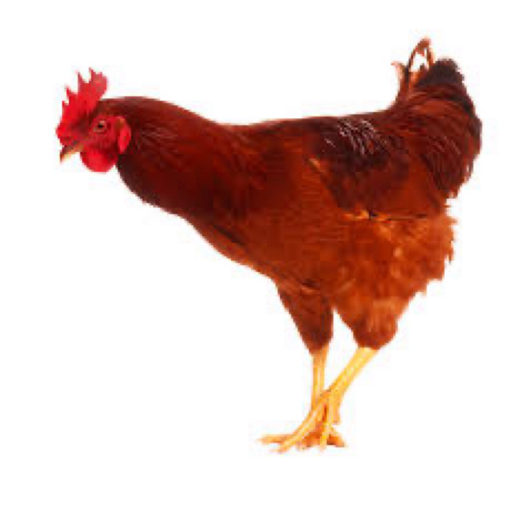 Ayam Merah Petelur Hidup