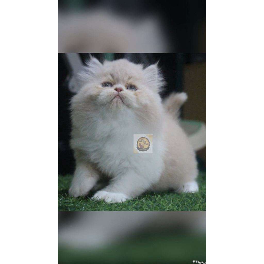 Kucing Peaknose Long Hair Breed Pedegree High Quality Kitten