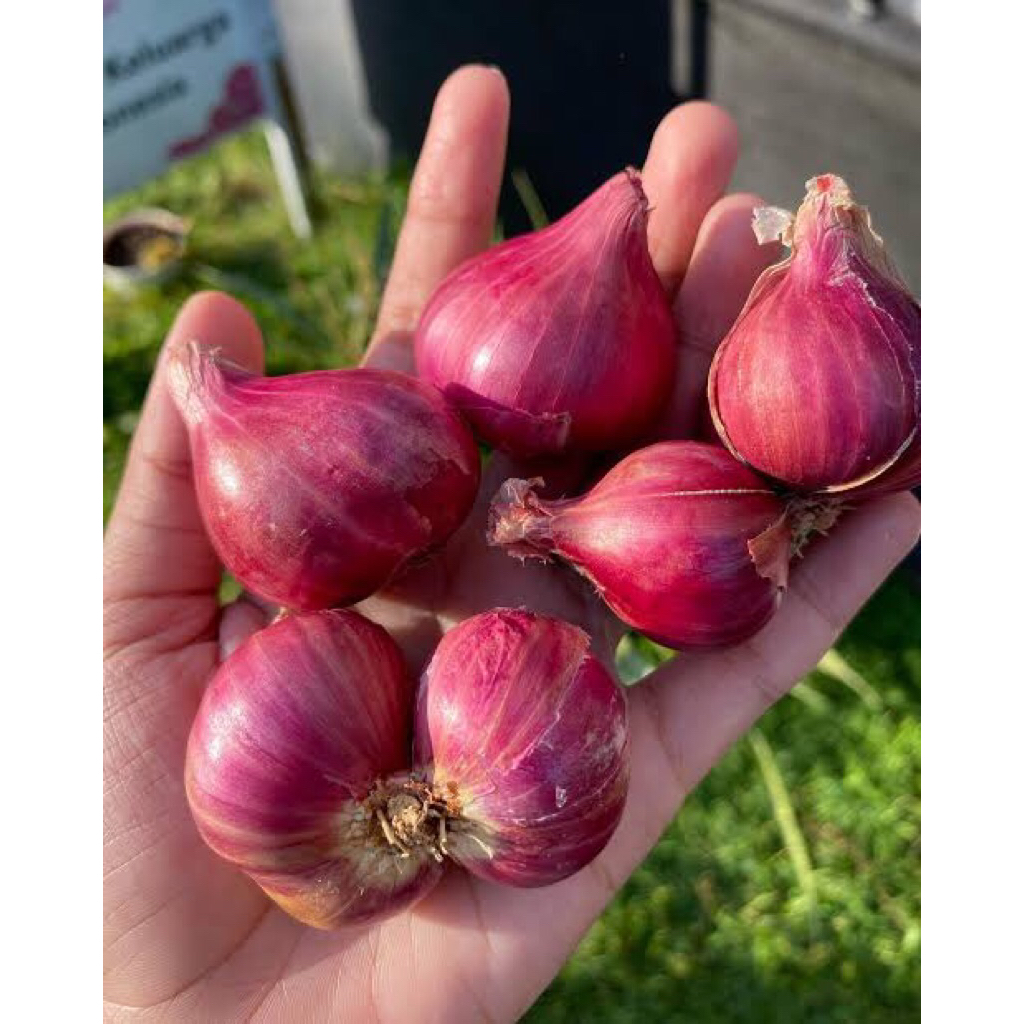 

BAWANG MERAH PROBOLINGGO 1KG