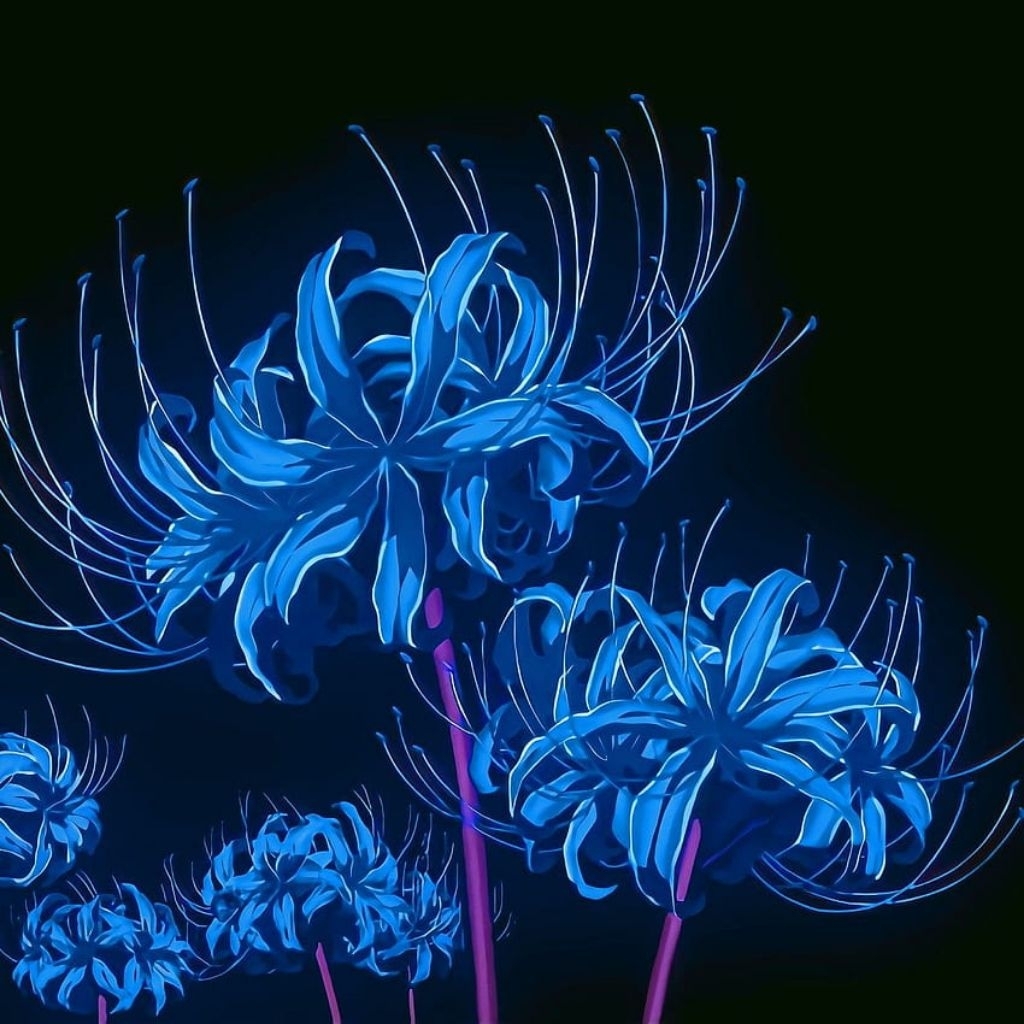 SPIDER LILY FLOWER || BLUE SPIDER LILY RED SPIDER LILY BUNGA HIASAN PAJANGAN DEMON SLAYER