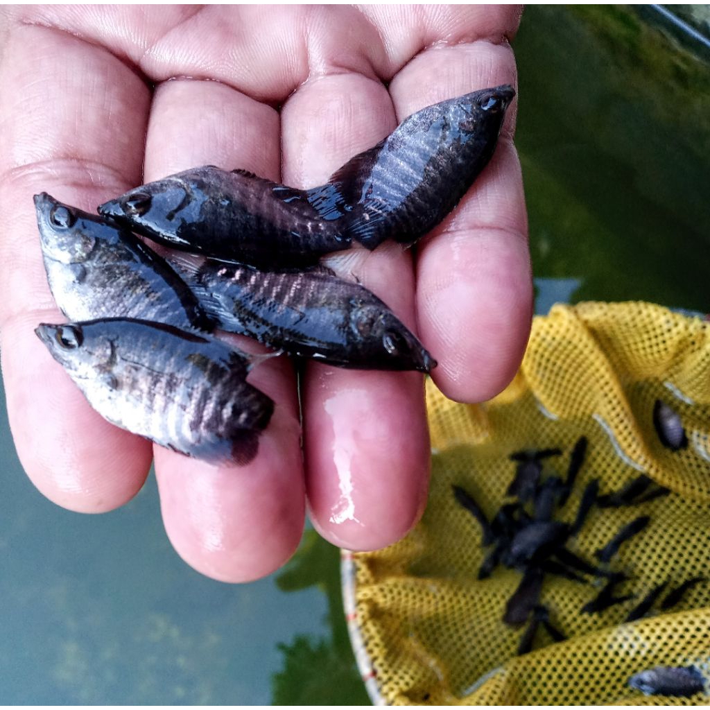 

bibit gurame soang isi 50ekor ukuran 5-6