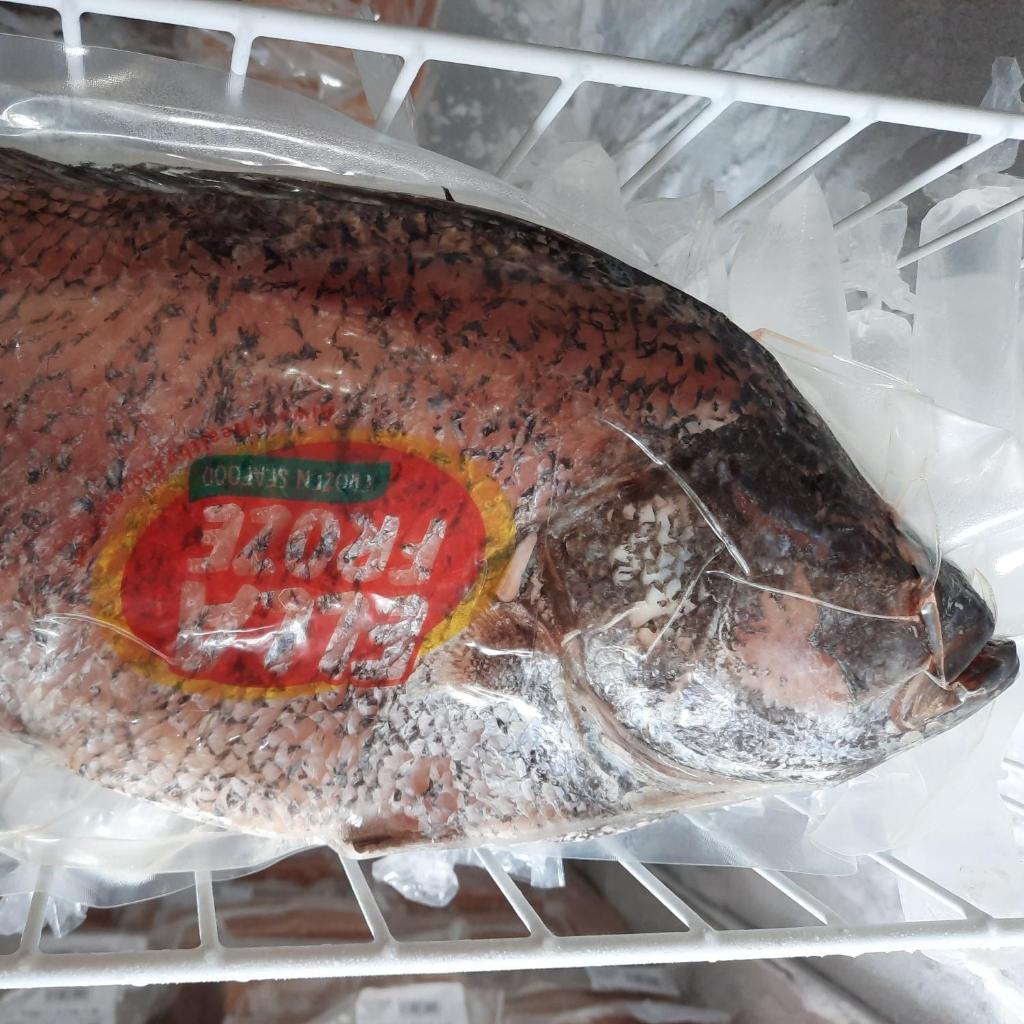 

Ikan Kakap Hitam Bersih Sisik & Isi 5/6