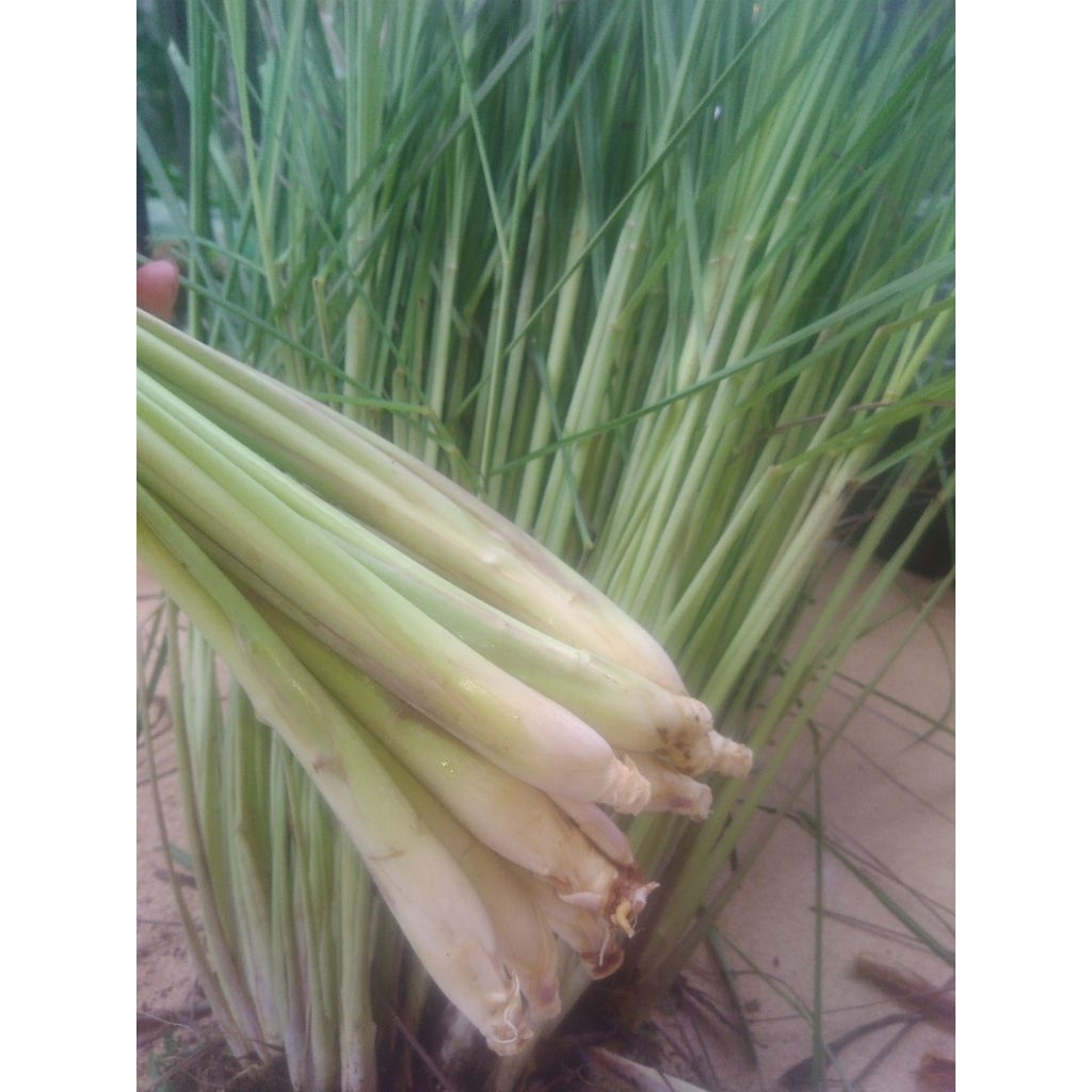 

Serai 1kg - Sereh Segar Fresh Langsung dari Petani