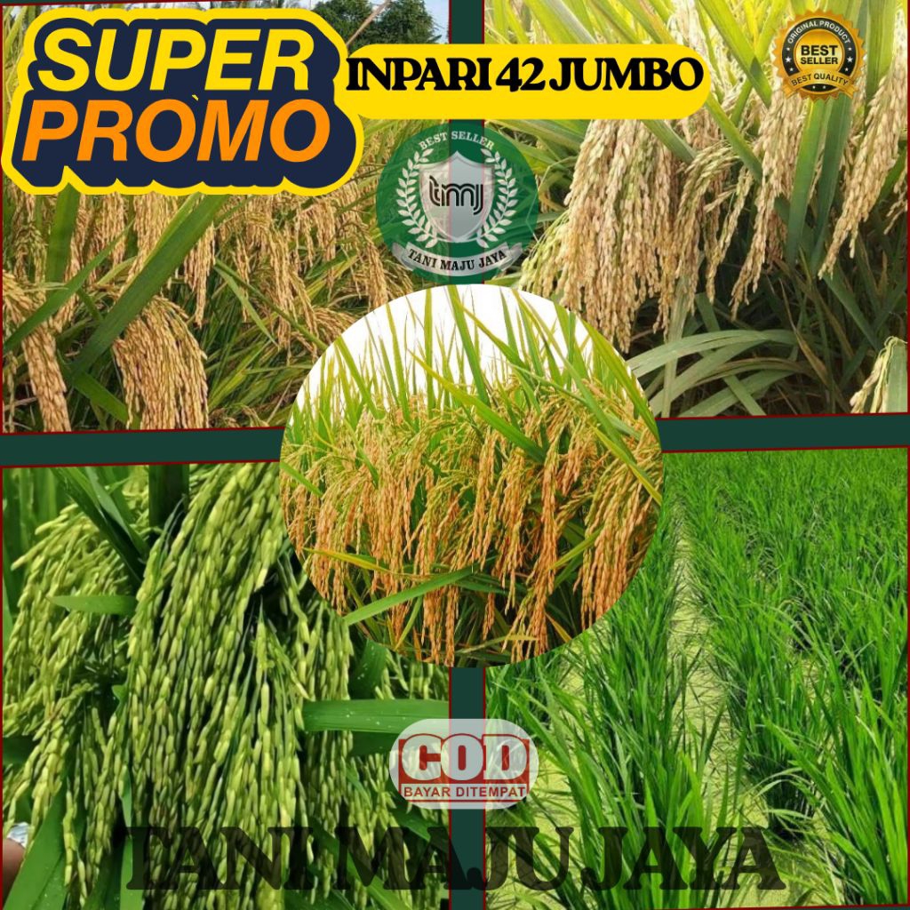SUPER PROMO 10 KG BIBIT PADI BENIH PADI UNGGUL VARIETAS INPARI 42 JUMBO KEMASAN 5 KG