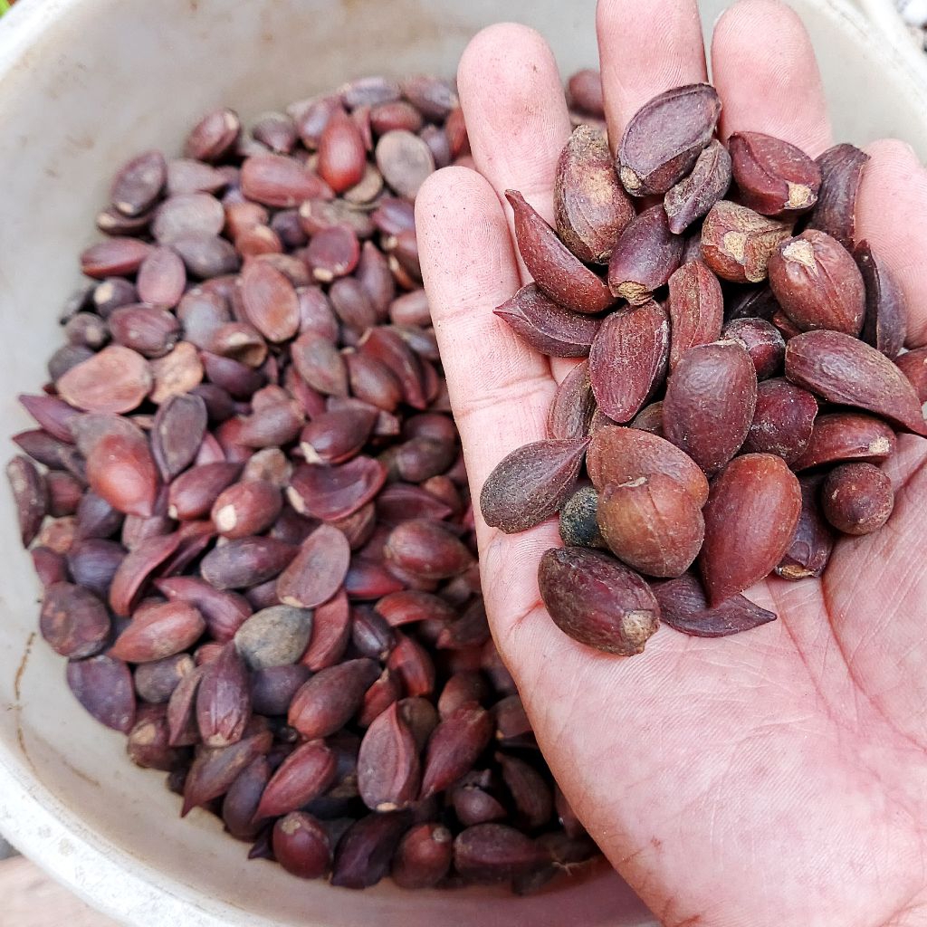 

biji nogosari kering - buah nogosari - 100 gr biji nogosari - biji-bijian herbal