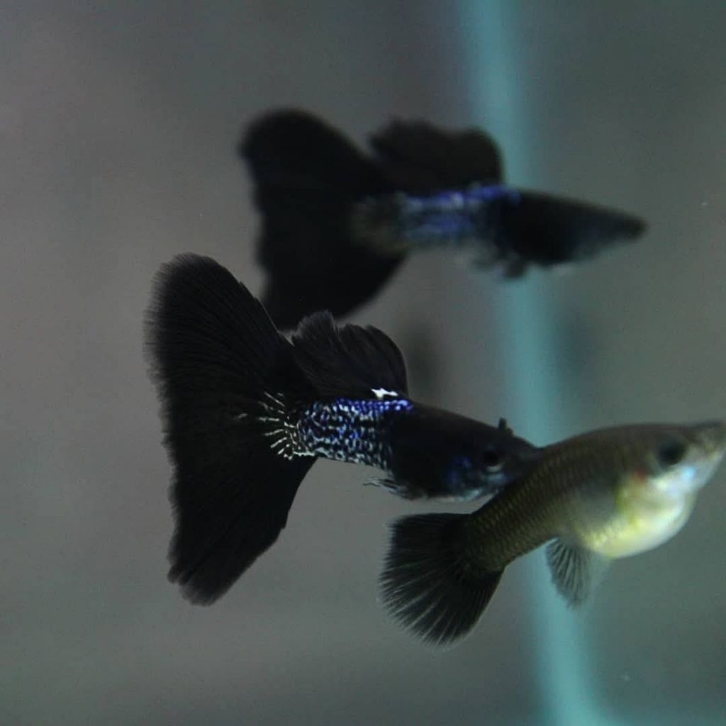 guppy MSSBT ( 3 pasang )