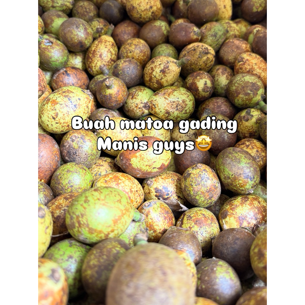 

‼️SIAP KIRIM‼️BUAH MATOA PATI 1KG