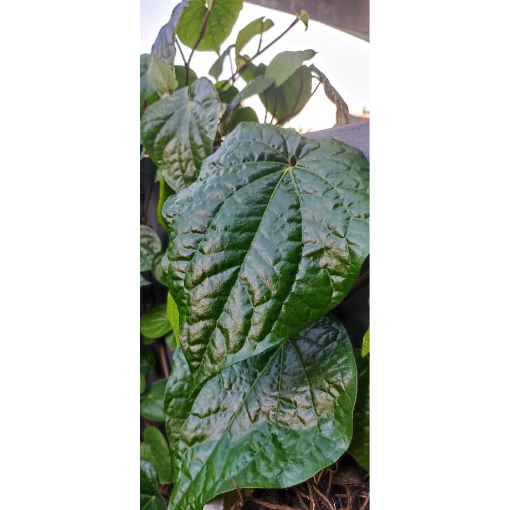 

Daun Sirih Segar 1 paket isi 60 lembar