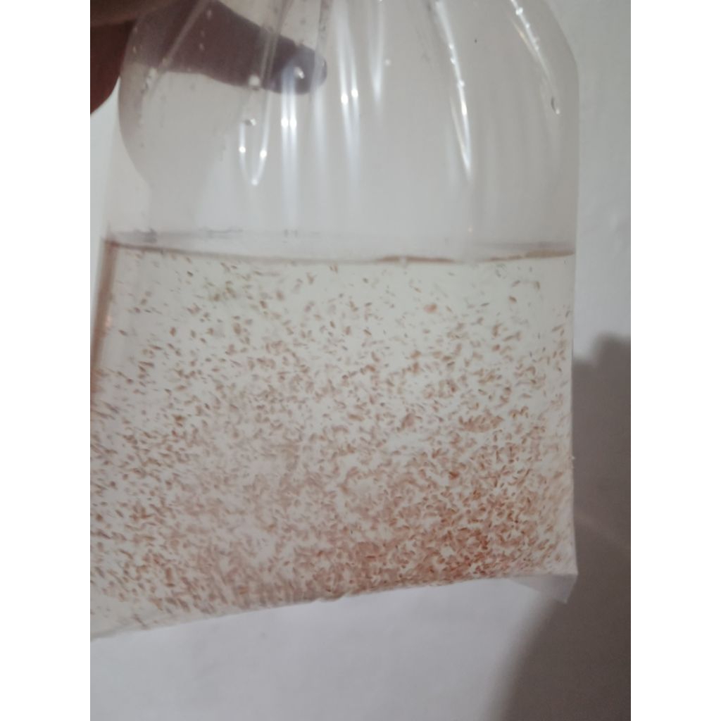 Kutu Air Hidup Daphnia Magna Pakan Ikan Hias 500ml