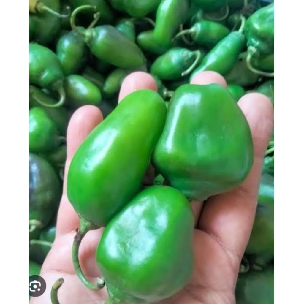 

CABE GENDOT GOMBOL MURAH VIRAL 250GRAM