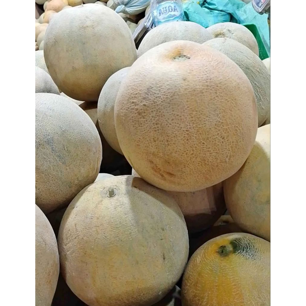 

BUAH MELON HIJAU MADU SEGAR PER BUAH 1,5KG - 2KG