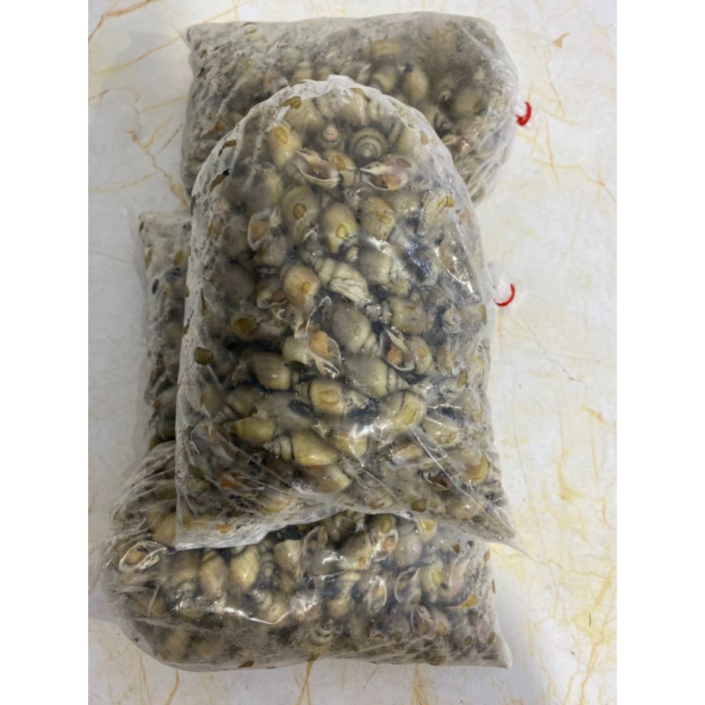 

siput jarum siput ole