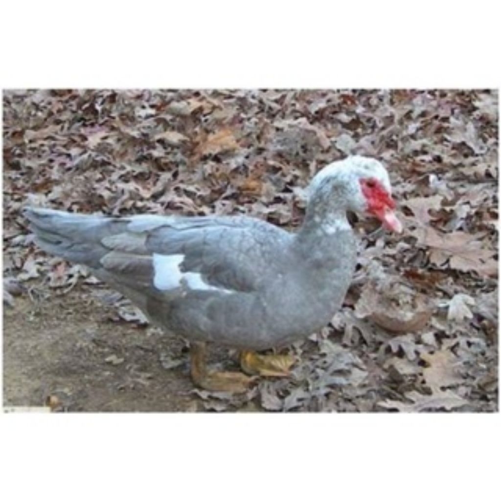 

paket hemat 5 Telur Mentok Rambon siap untuk ditetaskan