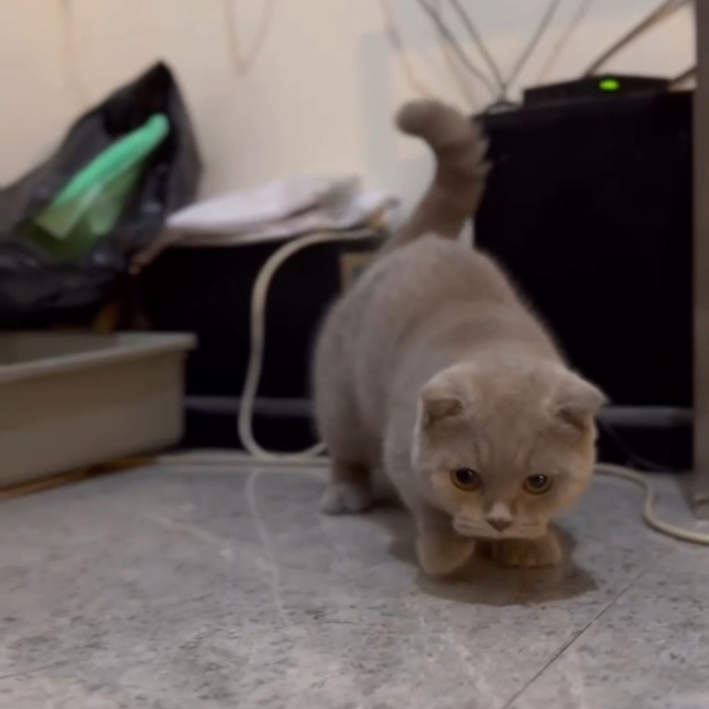 kucing bsh munchkin jantan lilac gaelic | kitten bsh munchkin gemoy