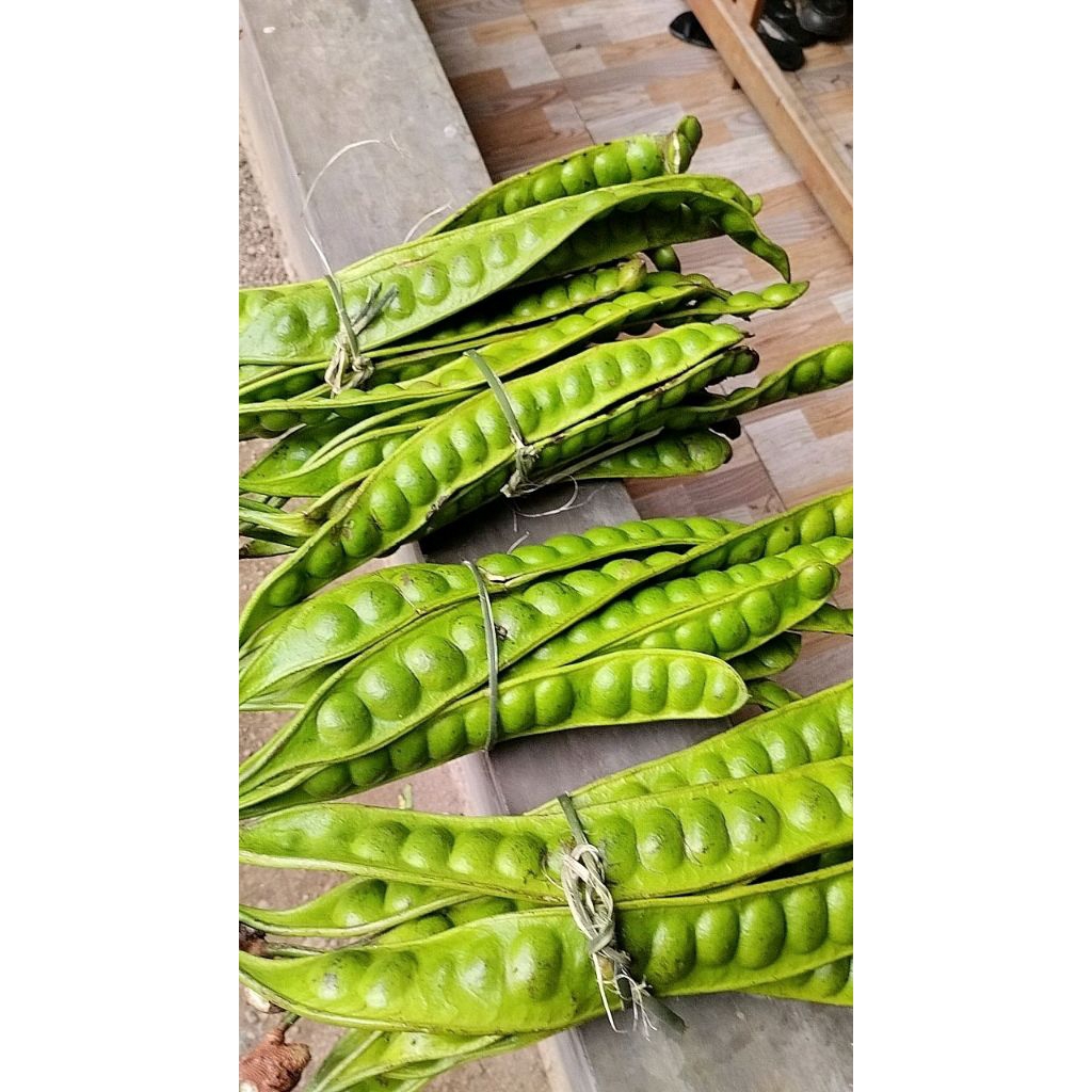 

Pete Tua Super isi 10 Papan Petai Petey Kolot Petik Dadakan Stok Tersedia