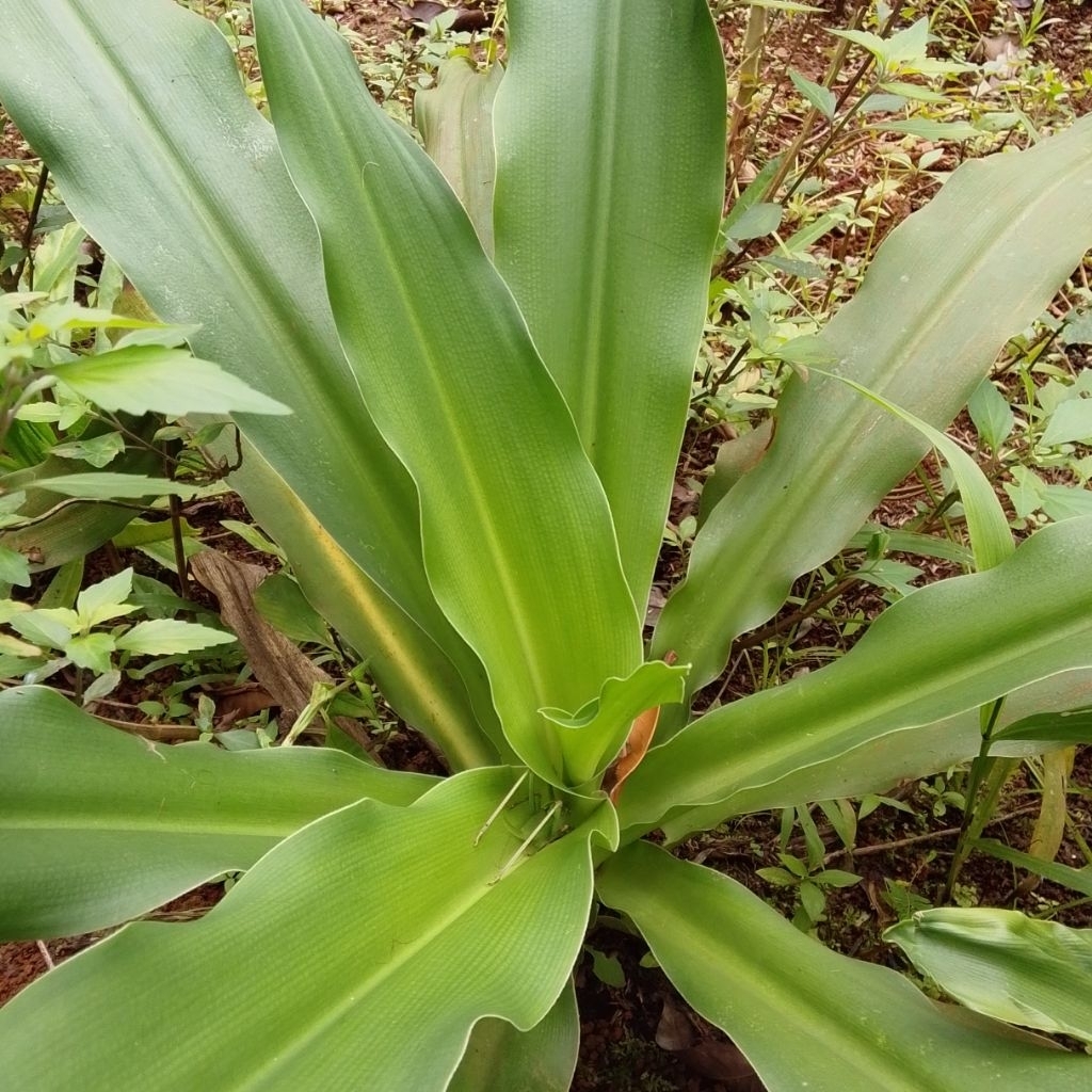 

Daun Bakung Fresh Per Lembar ( Beli 3 gratis 1 )