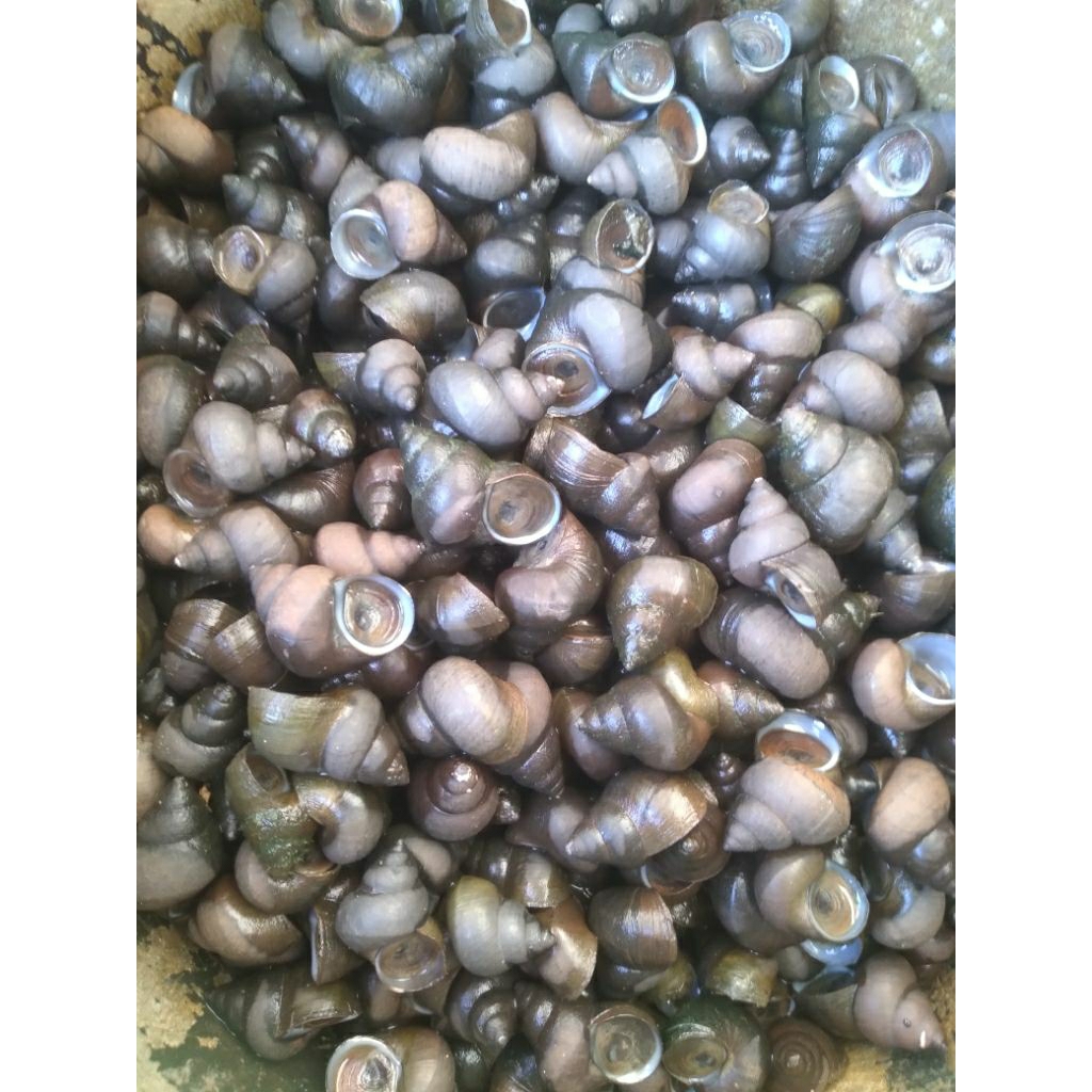 

Tutut sawah hidup utuh 1kg