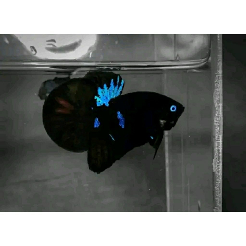 ikan cupang plakat multicolor halfmon dumboear