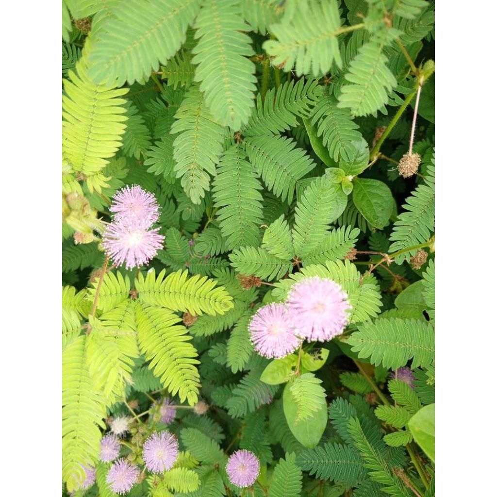 

daun putri malu segar herbal 100gram | murah meriah | herbal tradisional