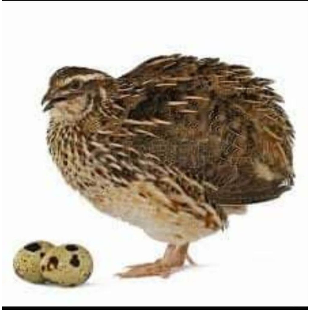 Burung Puyuh Siap Telur atau Jantan Siap Konsumsi