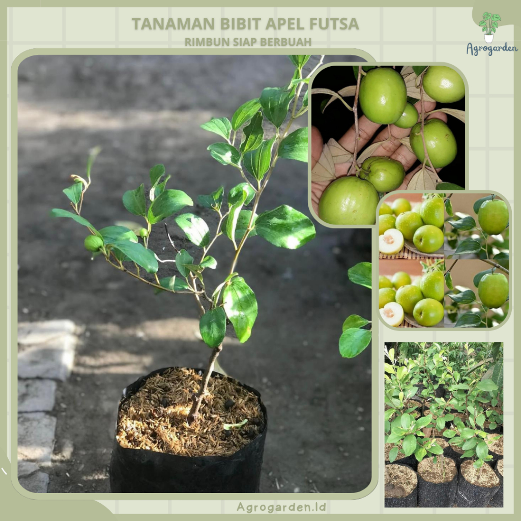 Tanaman Buah Futsa - Putsa - Bibit Tanaman Buah Apel india - Bibit Tanaman Buah Apel Putsa / Futsa (