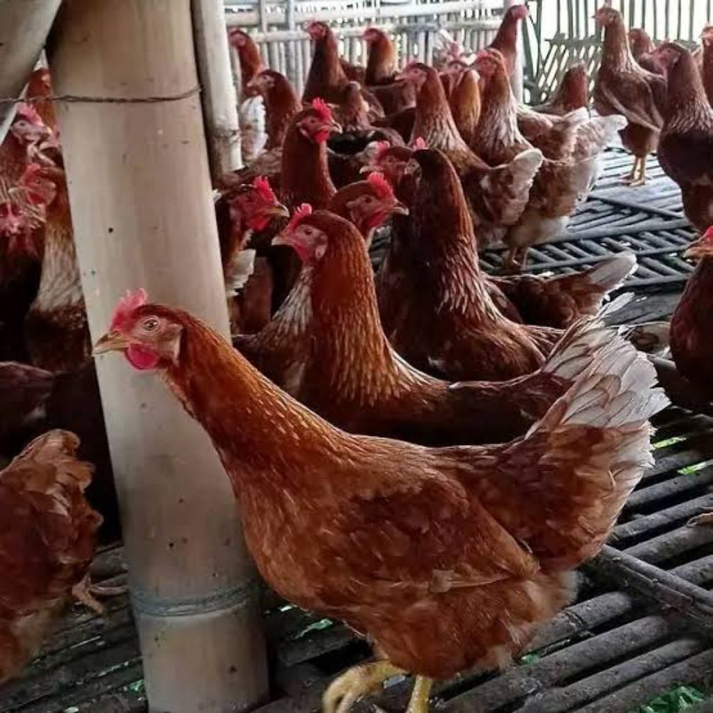 Usia 22 Minggu ayam petelur betina Siap produksi telor