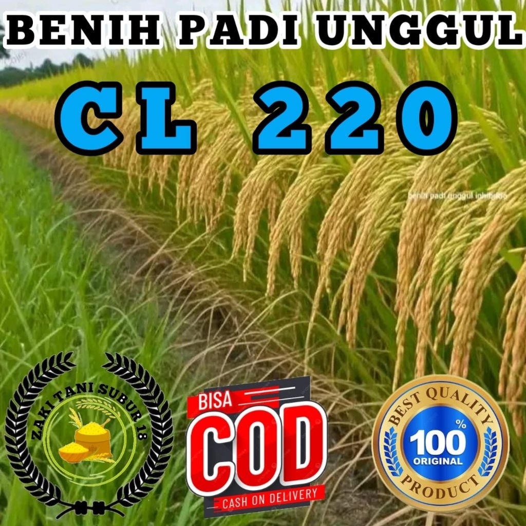 BENIH BIBIT PADI UNGGUL CL 220/284 SUPER ORIGINAL BERKUALITAS TERBAIK KEMASAN 1KG