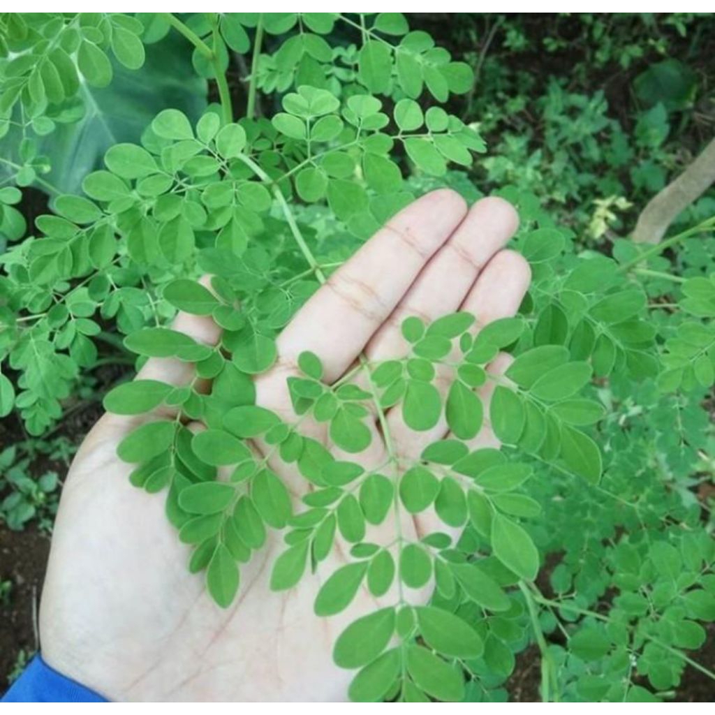 

Daun kelor segar 500 gram