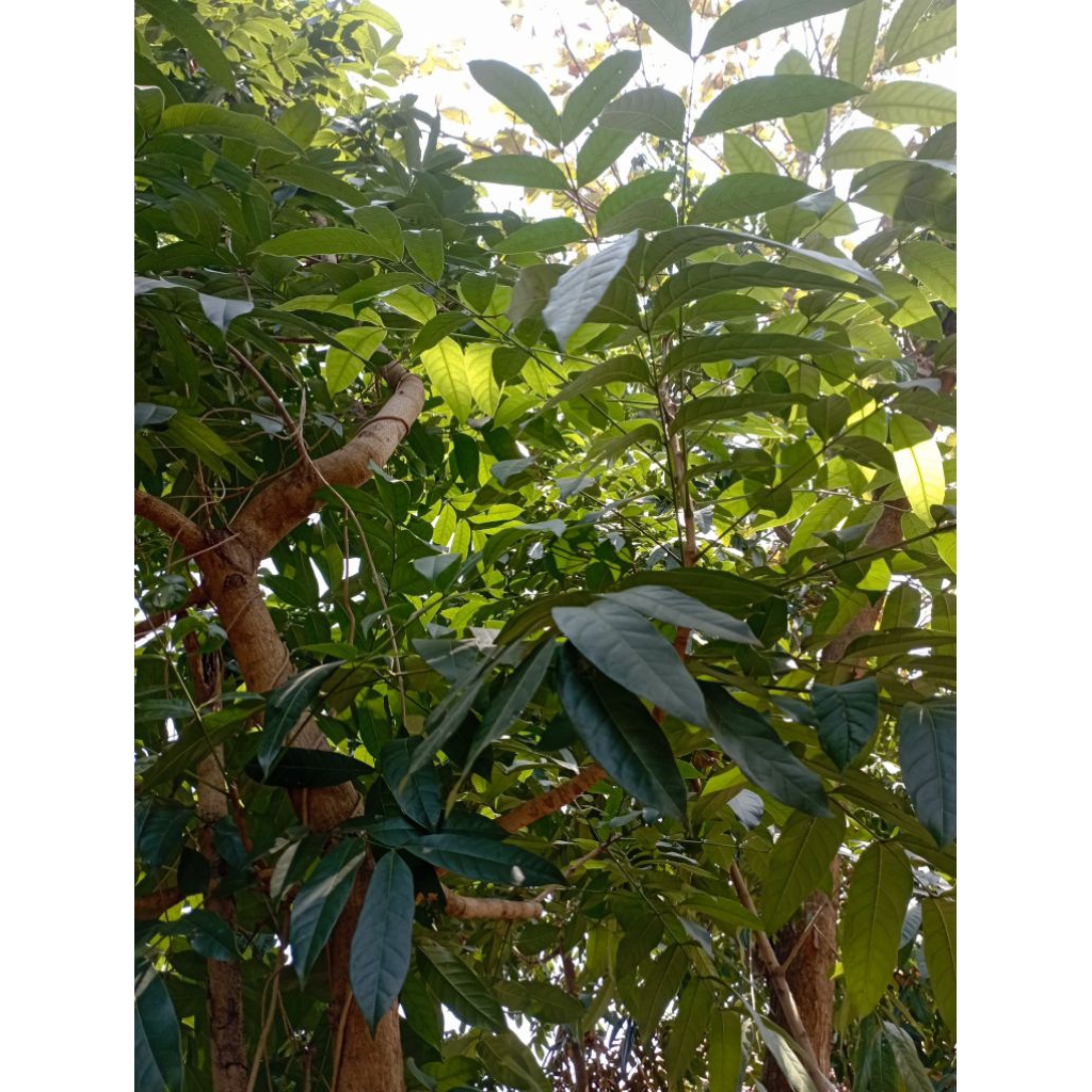 

daun mahoni segar 10 lembar langsung petik,