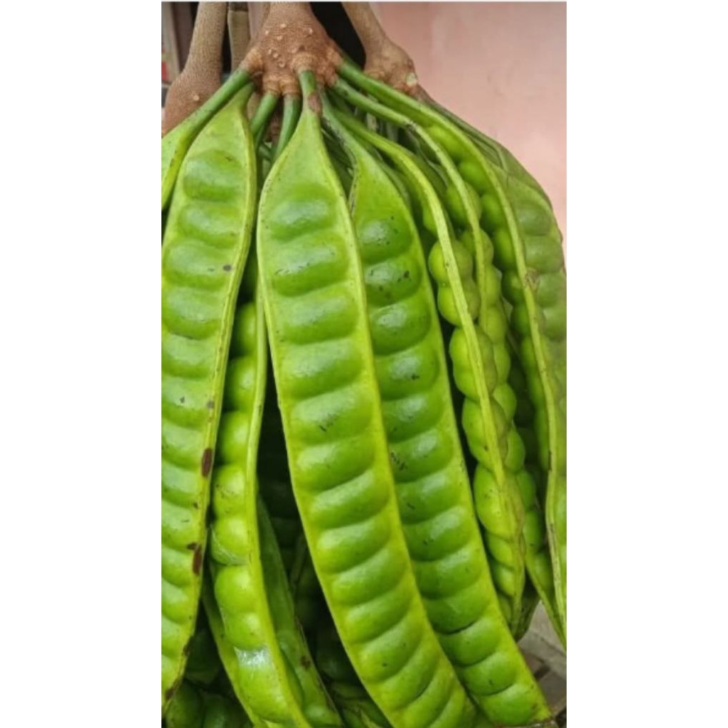 

Pete tua harga per 1 biji/papan