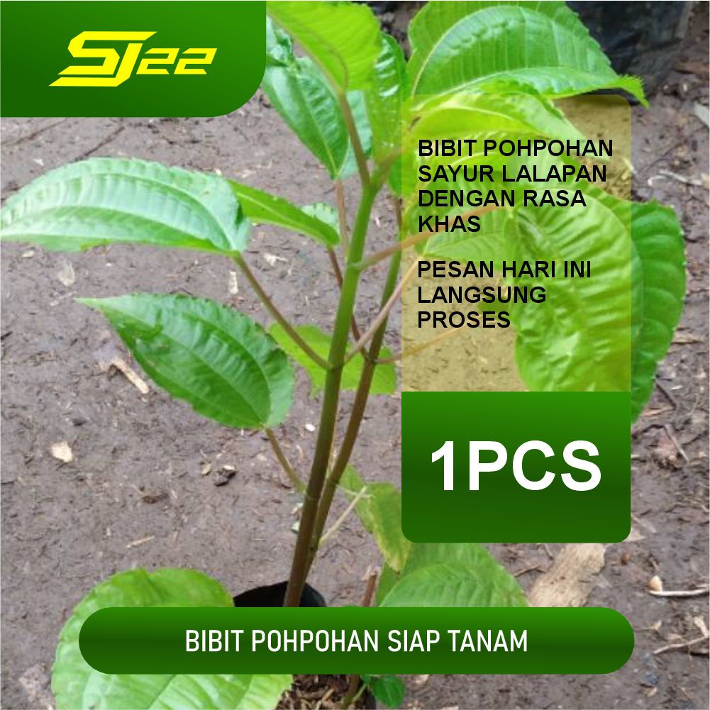 

Bibit pohpohan lalapan sudah berdaun