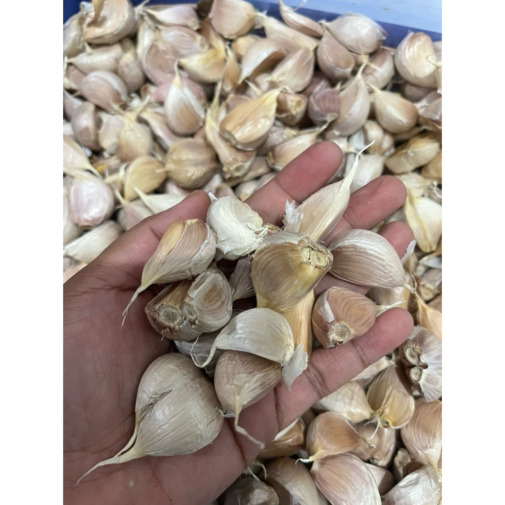 

Bawang Putih Kating 10rb